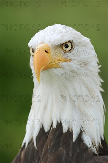 Bald eagle (Haliaeetus leucocephalus), portrait, captive, occurrence in North America