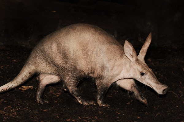 Aardvark (Orycteropus afer), captive, occurrence in Africa