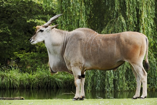 Common eland (Taurotragus oryx), male, captive, occurring in Africa