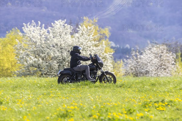 A motorbike rides through blossoming spring meadows, motorbike noise, Bissingen an der Teck, Baden-Wuerttemberg, Germany, Europe