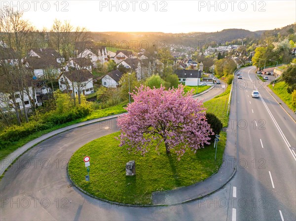 A blossoming tree in the middle of a roundabout in a suburban location, captured in the light of the sunset, spring, Calw, Black Forest, Germany, Europe