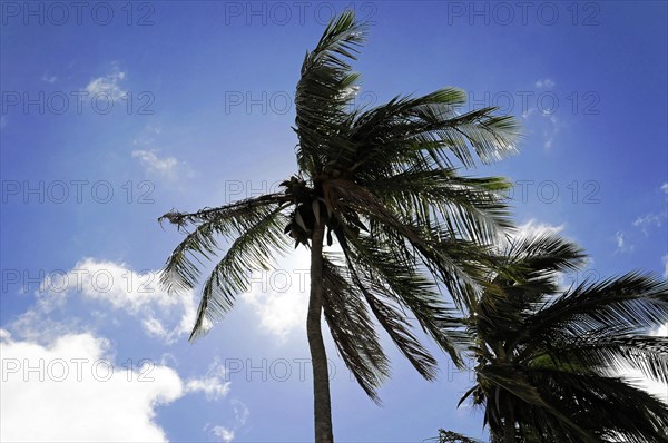 San Juan del Sur, Nicaragua, High palm tree against the sky, the leaves flutter in the wind under the sun, Central America, Central America