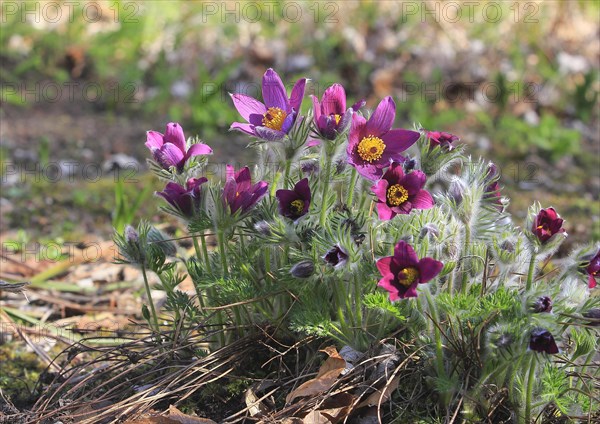 Common pasque flower (Pulsatilla vulgaris), North Rhine-Westphalia, Germany, Europe