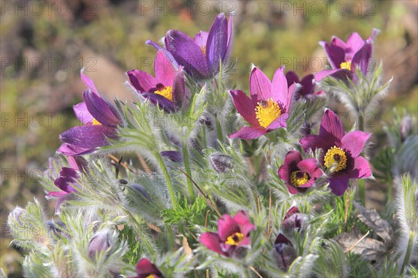 Common pasque flower (Pulsatilla vulgaris), North Rhine-Westphalia, Germany, Europe