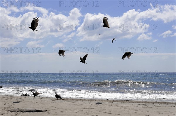 Beach near Poneloya, Las Penitas, Leon, Nicaragua, Several birds flying in the sunny sky over the beach near the sea, Central America, Central America