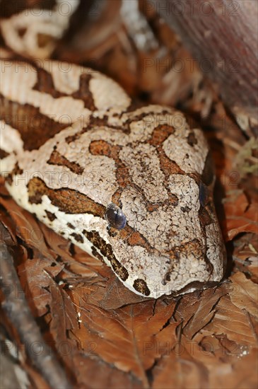 Dumeril's boa (Acrantophis dumerili), captive, occurring in Madagascar