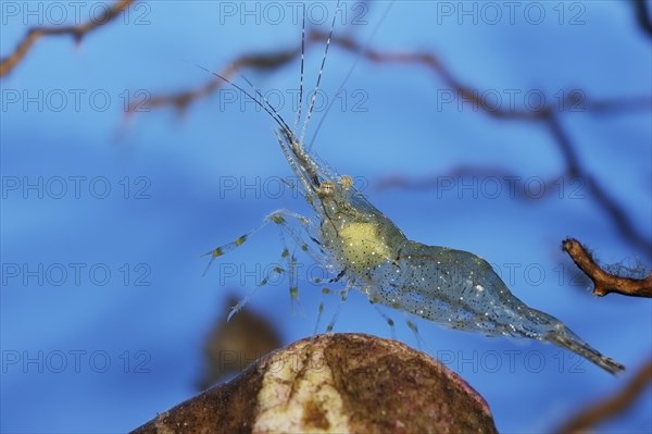 Small rock shrimp (Palaemon elegans), captive