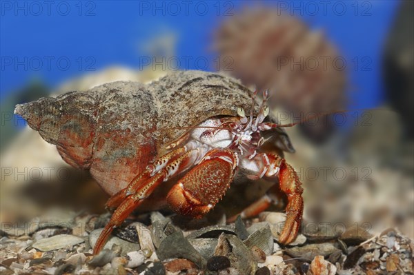 Common hermit crab (Pagurus bernhardus, Eupagurus bernhardus), underwater, captive, North Rhine-Westphalia, Germany, Europe