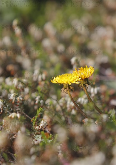 Two common dandelion (Taraxacum officinale), between winter heath (Erica carnea), North Rhine-Westphalia, Germany, Europe