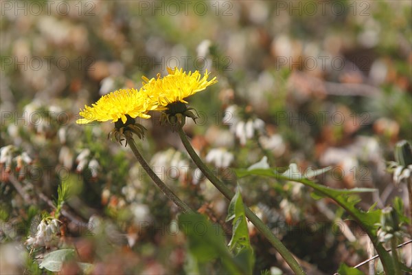 Two common dandelion (Taraxacum officinale), between winter heath (Erica carnea), North Rhine-Westphalia, Germany, Europe