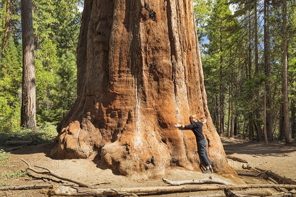 Sequoia trees in Mariposa Grove, Yosemite National Park, California, United States, USA, Yosemite National Park, California, USA, North America