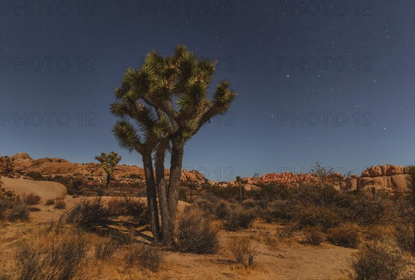 Joshua Tree (Yucca brevifolia), starry sky, Joshua Tree National Park, Mojave Desert, California, United States, USA, Joshua Tree National Park, California, USA, North America