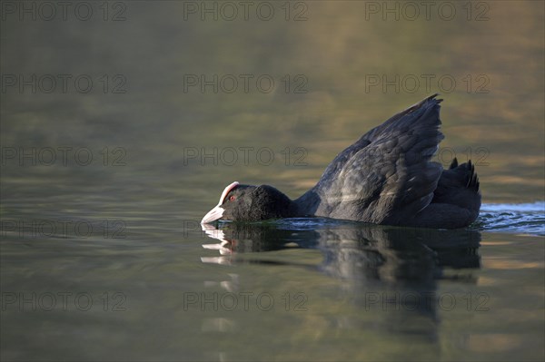 Eurasian Coot rail, coot (Fulica atra), threatening adult bird, territorial behaviour, courtship, Oberhausen, Ruhr area, North Rhine-Westphalia, Germany, Europe