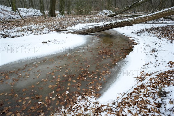 Rotbach, near-natural stream, beech forest, with ice and snow, between Bottrop and Oberhausen, Ruhr area, North Rhine-Westphalia, Germany, Europe