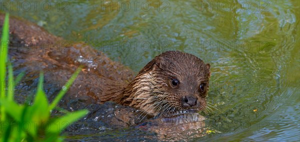 Eurasian otter, European river otter (Lutra lutra) swimming in creek with caught freshwater fish in muzzle. Captive