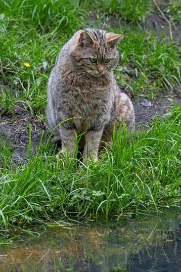 European wildcat, wild cat (Felis silvestris silvestris) sitting on pond shore, lake bank looking at fishes and frogs in the water. Captive