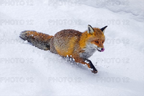 Red fox (Vulpes vulpes) foraging in deep snow in winter