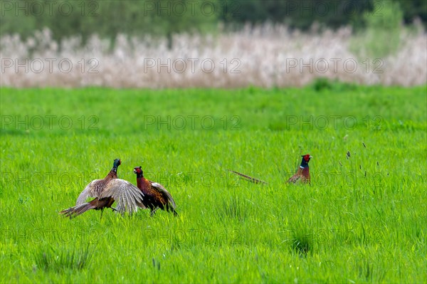 Common pheasant (Phasianus colchicus) male defending mating territory in meadow during the breeding season, Harchies, Belgium, Europe