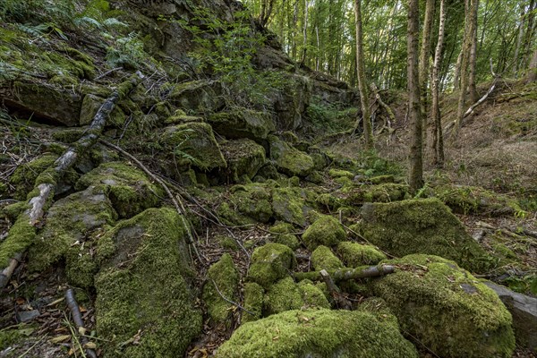 Mossy basalt rocks, block pile and former quarry for basalt in the beech forest, Raumertswald, volcano, Vogelsberg Volcano Region nature park Park, rest area, Nidda, Wetterau, Hesse, Germany, Europe