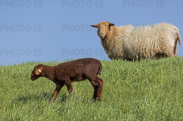 Ewe, lamb, brown, sheep, Elbe dike near Bleckede, Lower Saxony, Germany, Europe