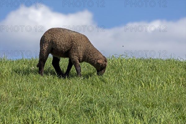 Lamb, black, sheep, Elbe dyke near Bleckede, Lower Saxony, Germany, Europe