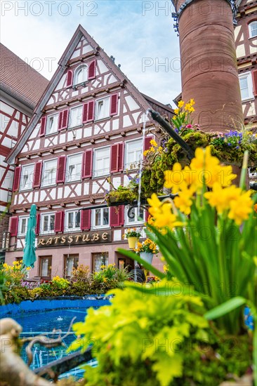 View of an old half-timbered house with a fountain and spring flowers in the foreground, spring, Calw, Black Forest, Germany, Europe