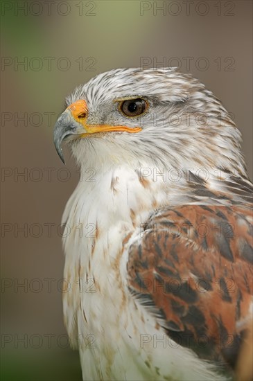 Ferruginous hawk (Buteo regalis), portrait, captive, occurrence in North America