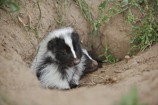 Striped skunk (Mephitis mephitis), juvenile at the burrow, captive, occurrence in North America