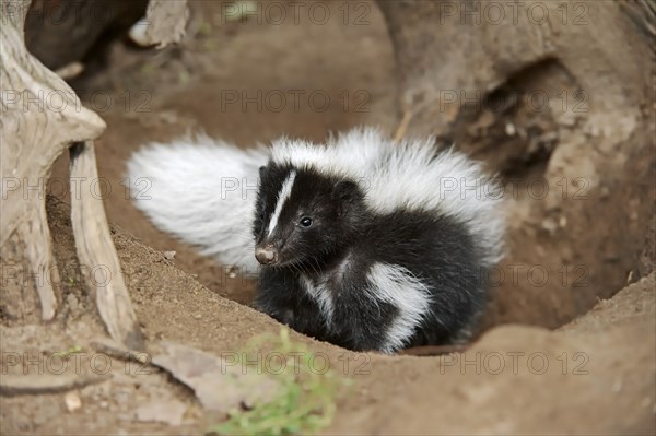 Striped skunk (Mephitis mephitis), juvenile at the burrow, captive, occurrence in North America