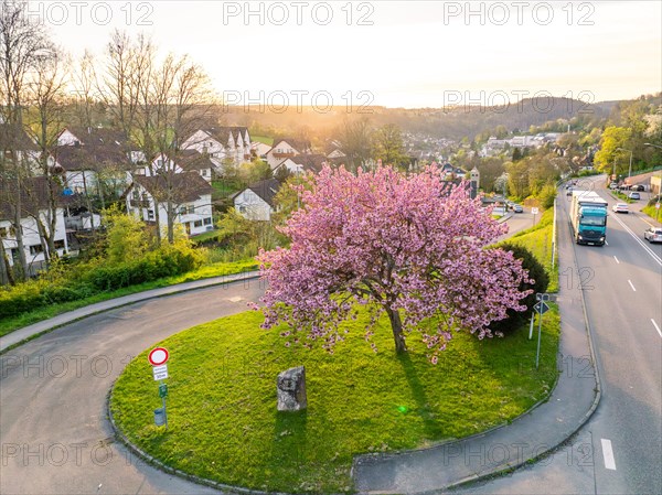 A large blossoming tree stands magnificently in a spring-like suburban scene at sunset, spring, Calw, Black Forest, Germany, Europe