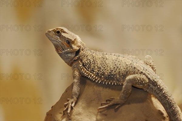 Bearded dragon or striped-headed bearded dragon (Pogona vitticeps, Amphibolurus vitticeps), captive, occurrence in Australia