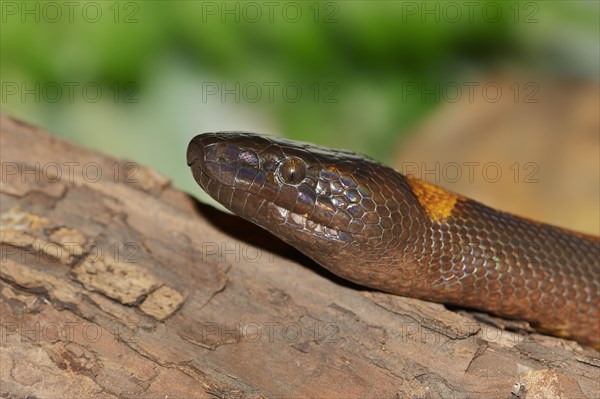 Bismarck's ring python or bismarck ringed python (Bothrochilus boa) lambent, portrait, captive, occurring in Papua New Guinea