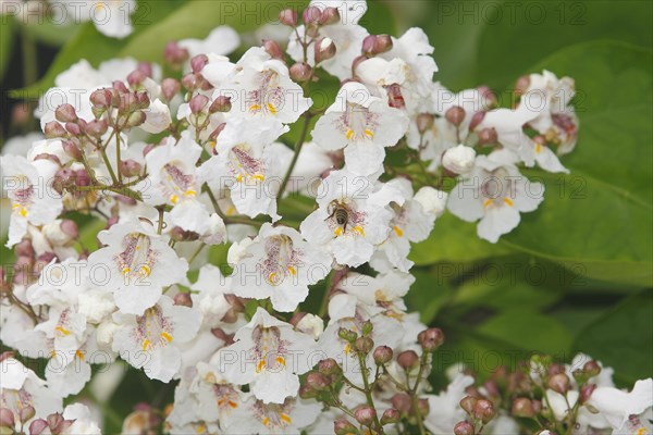 European honey bee (Apis mellifera) on southern catalpa (Catalpa bignonioides), cigar tree and Indian bean tree
