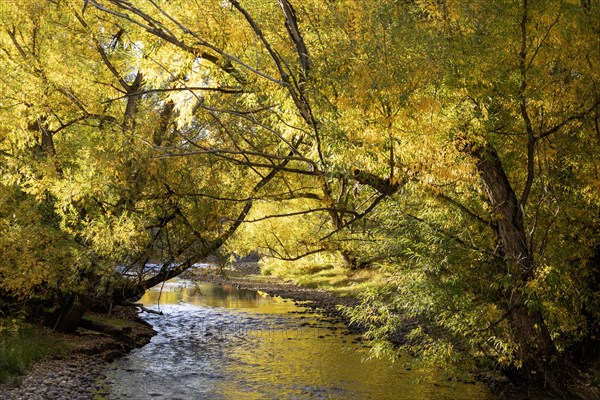 Wheat Ridge, Colorado, Clear Creek in autumn, flowing from the Rocky Mountains towards the South Platte River in Denver