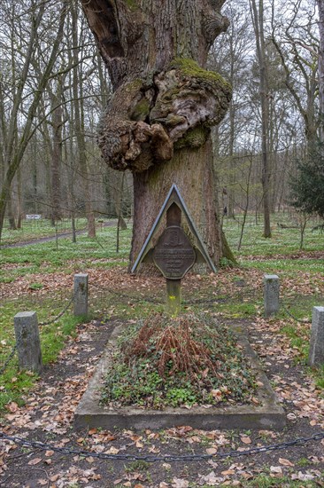 Old oak tree with the tomb of Heinrich XXXVIII Prince Reuss in the castle park, Ludwigslust, Mecklenburg-Vorpommern, Germany, Europe