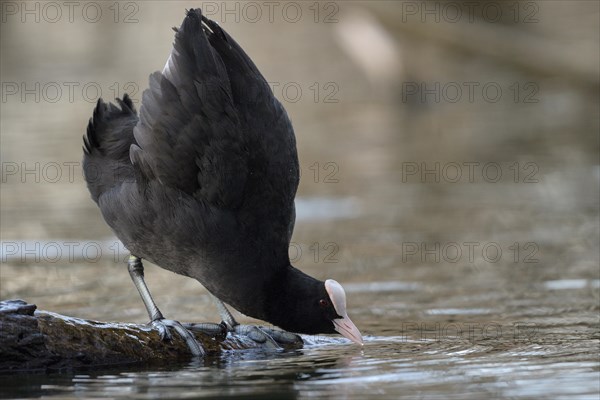 Eurasian Coot rail, coot (Fulica atra), adult bird, territorial behaviour, courtship display, Oberhausen, Ruhr area, North Rhine-Westphalia, Germany, Europe