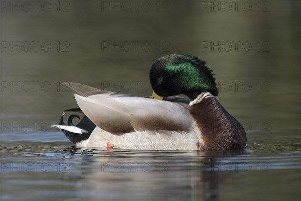 Mallard (Anas platyrhynchos), drake in mating plumage, preening, Oberhausen, Ruhr area, North Rhine-Westphalia, Germany, Europe