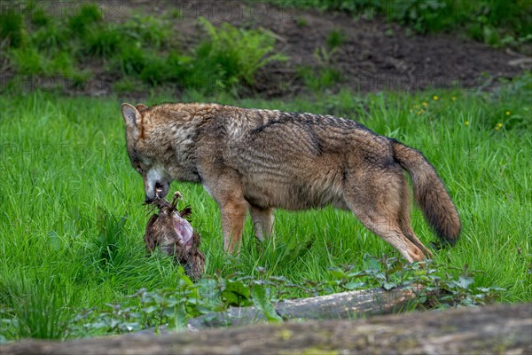 Eurasian wolf, grey wolf (Canis lupus lupus) eating killed bird in forest. Captive
