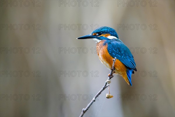 Common kingfisher (Alcedo atthis) juvenile, perched on twig over water of pond in late summer