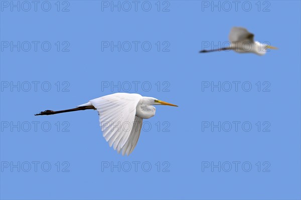 Two great white egrets, great egret (Ardea alba) in non-breeding plumage flying against blue sky in early spring