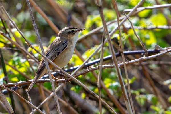 Sedge warbler (Acrocephalus schoenobaenus, Motacilla schoenobaenus) perched in bush in early spring