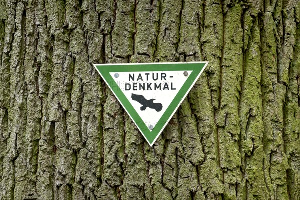 Trunk of the old Karl-Heinz Beckel oak tree (Quercus), tree bark, signpost natural monument with bird, Raumertswald, Vogelsberg, Nidda, Wetterau, Hesse, Germany, Europe