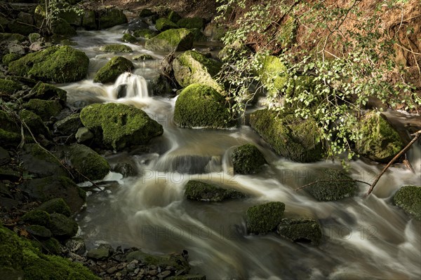 Mountain stream in the forest with mossy basalt rocks, blocks of basalt in the stream bed, Tertiary volcano, flowing water, motion blur, Krummbach, Vogelsberg Volcanic Region nature park Park, Nidda, Wetterau, Hesse, Germany, Europe