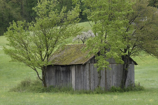 Spring at the foot of the Einkorn, woodshed, fruit tree, fruit blossom. Shed, Swabian-Franconian Forest nature park Park, April, Schwaebisch Hall, Hohenlohe, Heilbronn-Franconia, Baden-Wuerttemberg, Germany, Europe