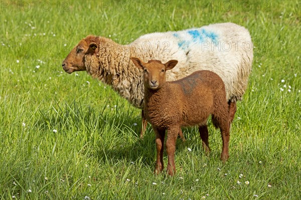 Ewe, lamb, brown, sheep, Elbe dike near Bleckede, Lower Saxony, Germany, Europe