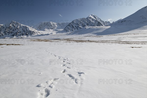 Deep footprints on a wide expanse of snow in the snow-covered Tavan Bogd National Park, Mongolian Altai Mountains, Western Mongolia, Mongolia, Asia