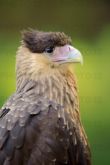 Southern crested caracara (Caracara plancus), portrait, Florida