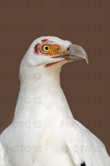 Palm vulture (Gypohierax angolensis), portrait, captive, occurrence in Africa