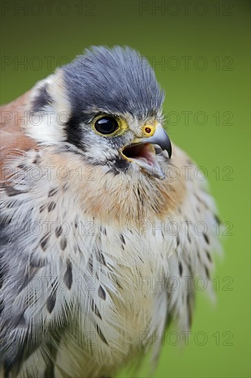 American Kestrel (Falco sparverius), calling male, portrait, captive, occurrence in North America