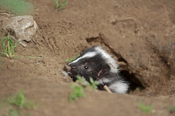 Striped skunk (Mephitis mephitis), juvenile at the burrow, captive, occurrence in North America